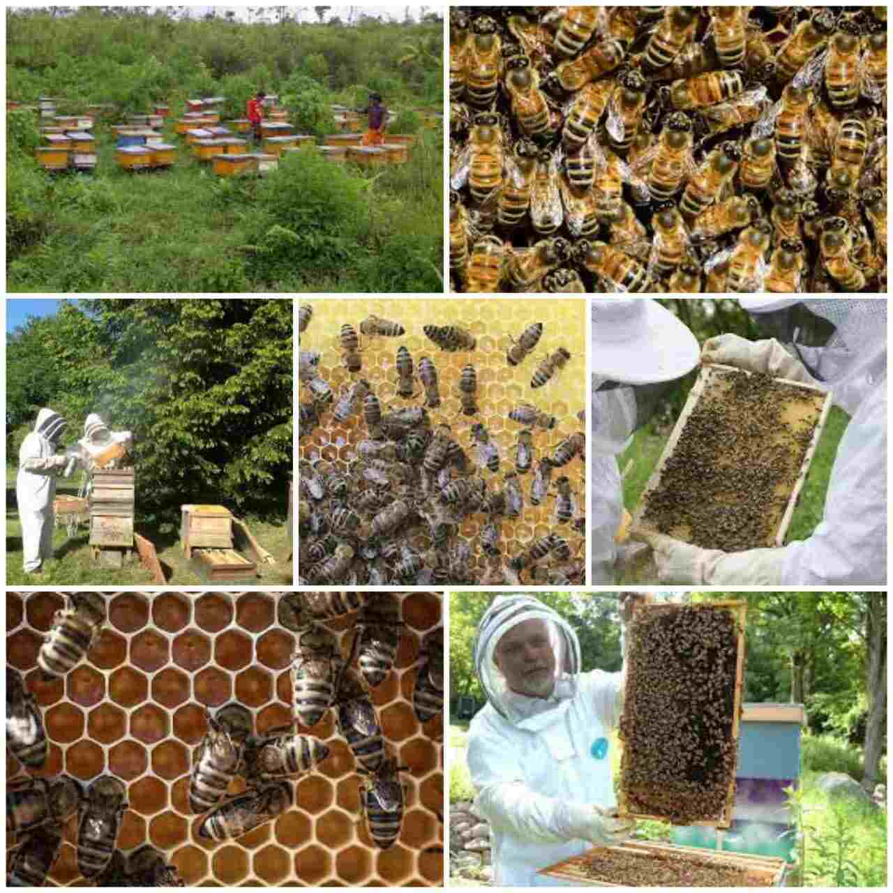 Bee keeping and Honey Processing business