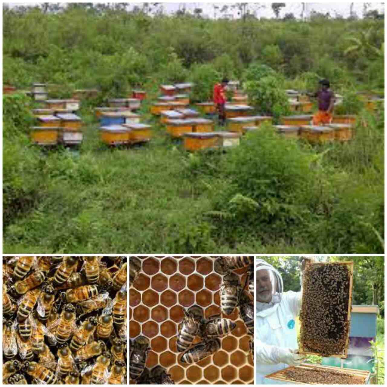 Bee keeping and Honey Processing business