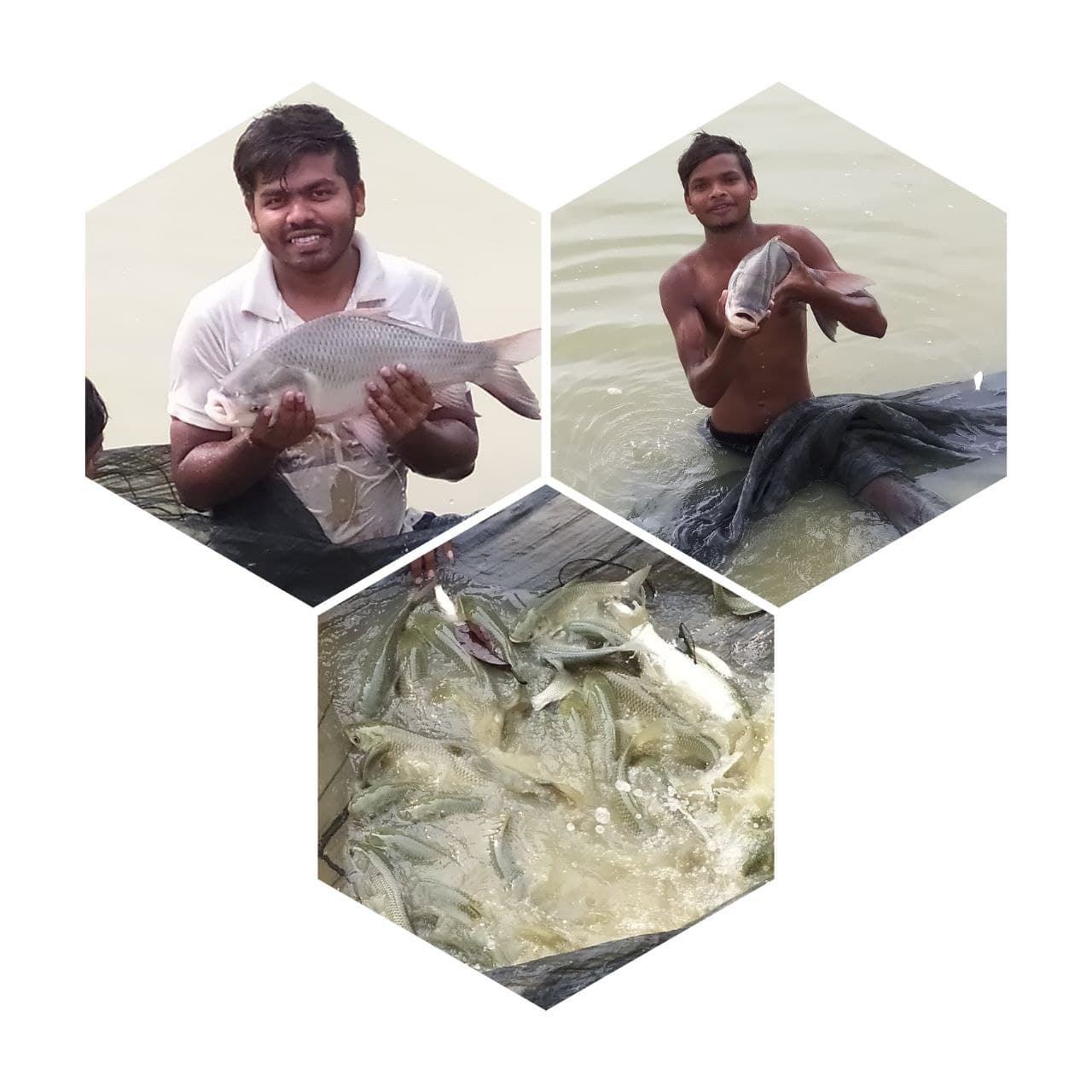 Fish Farming Kya hai in hindi