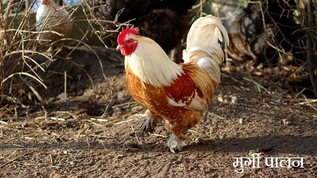 Poultry Farming