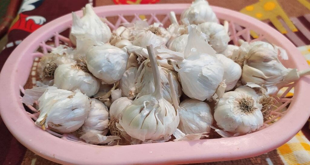 Garlic Farming