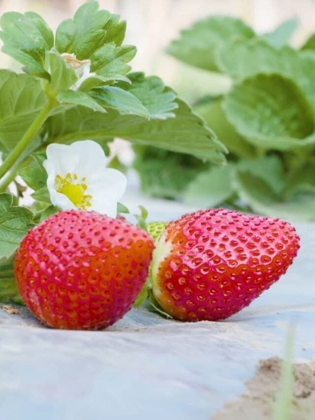 स्ट्रॉबेरी की खेती से करें, मोटी कमाई : Strawberry Farming