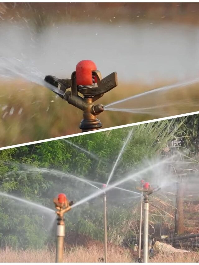 स्प्रिंकलर सिंचाई अपनाएं पानी बचाएं : Sprinkler irrigation क्या हैं, जानें
