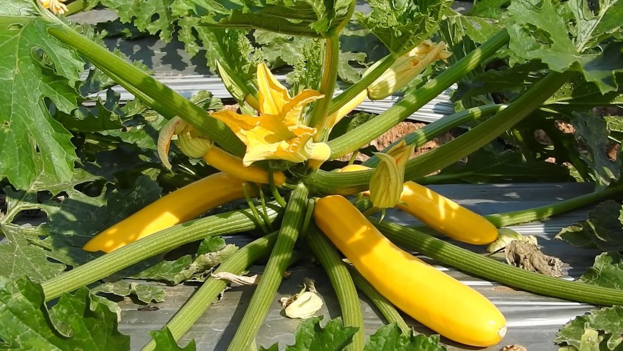 Zucchini Vegetable Farming