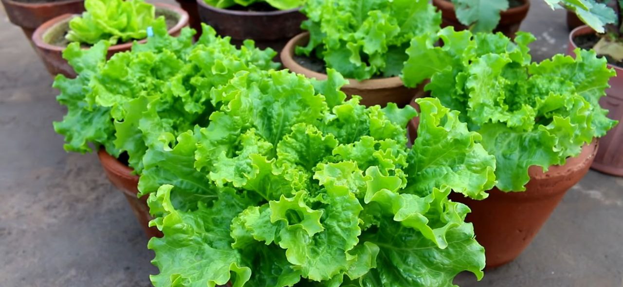 Lettuce Vegetable Farming