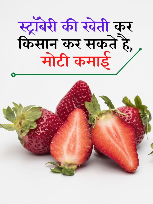स्ट्रॉबेरी की खेती करके कमायें जा सकते हैं, अच्छे मुनाफे : Strawberry ki kheti ki jankari