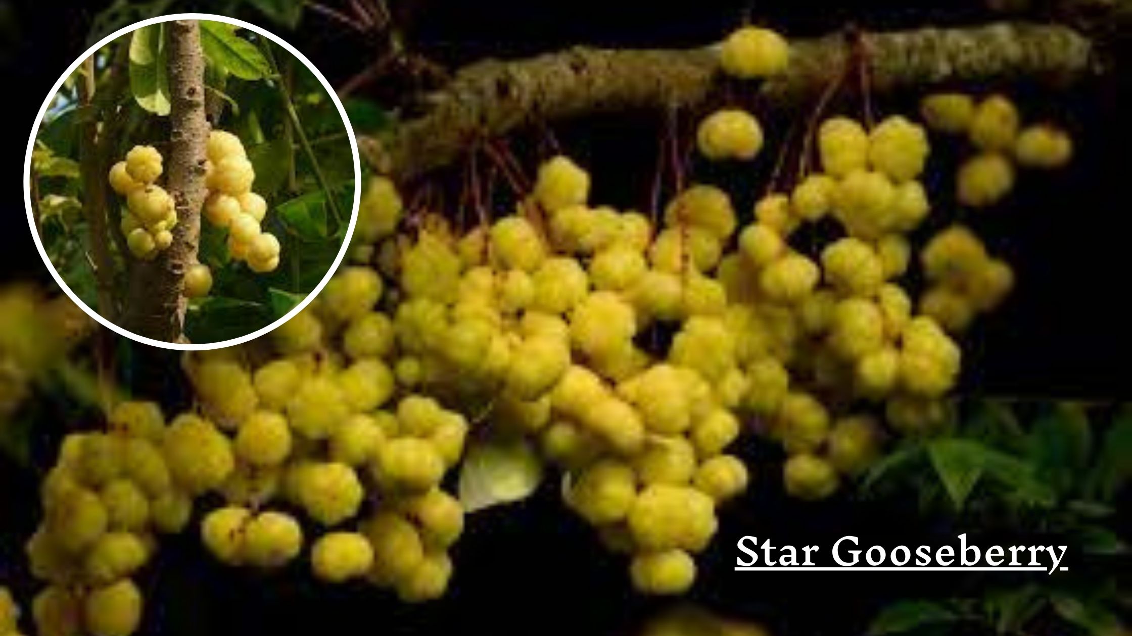 Star gooseberry