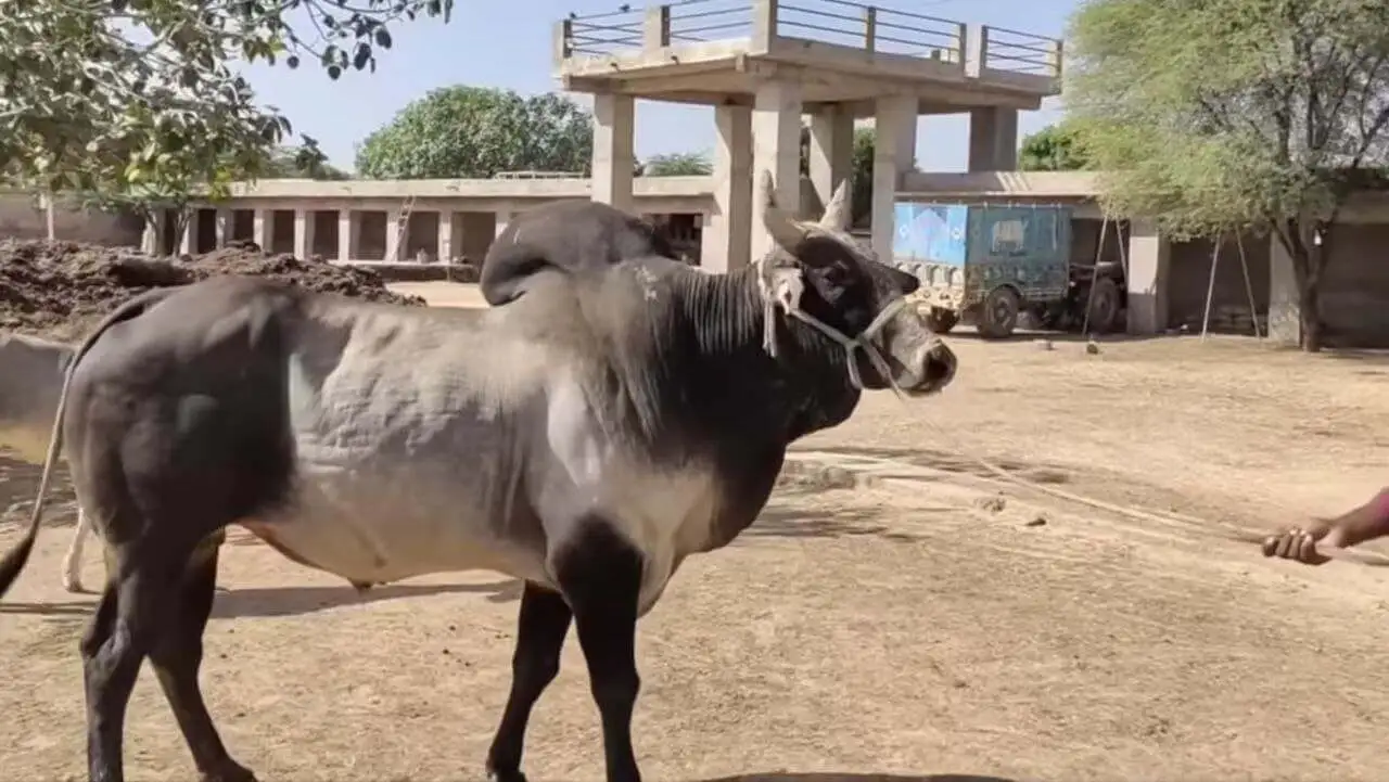 Nagauri cow