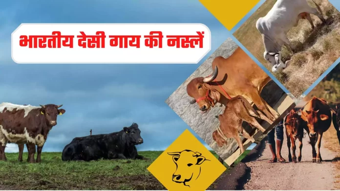 Indian Desi Cow Breeds and their Characteristics,