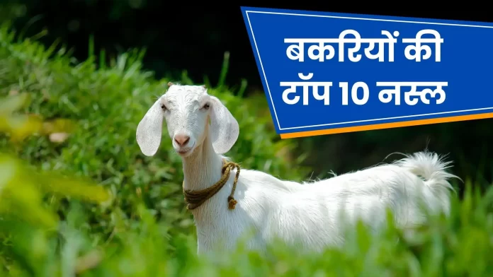 Top 10 Goat Breeds for Commercial Farming in hindi