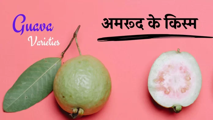 Guava Varieties