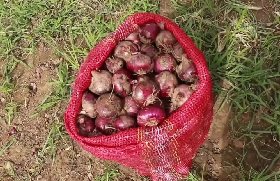Onion Varieties